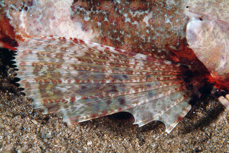 Chelidonichthys lastoviza